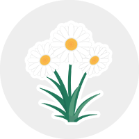 Monsieur BARBIER - Extrait de fleur de Camomille | Ingrédient INCI
